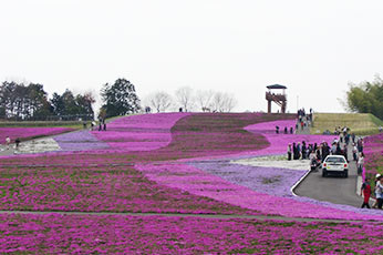 芝ざくら公園