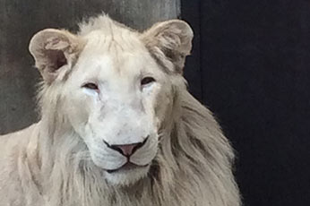 宇都宮動物園